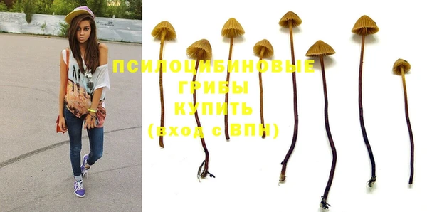 прущие грибы Вяземский